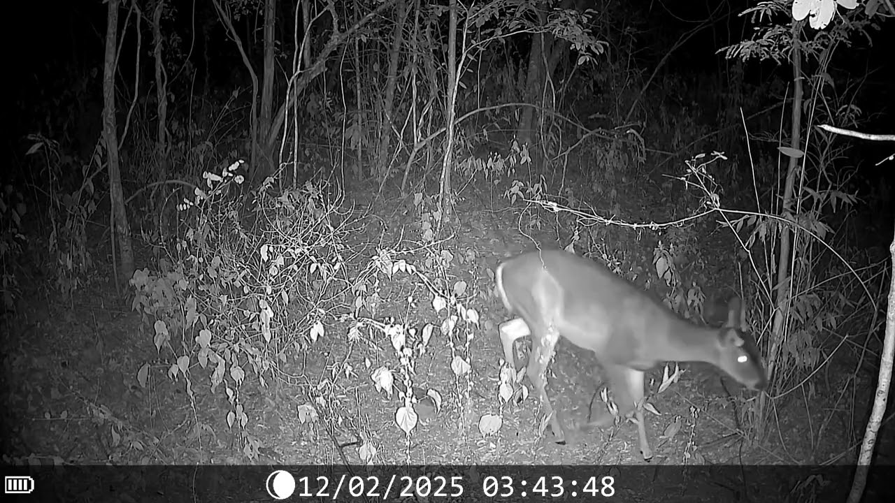 Algunos venados machos que an salido en camara🦌 #animals #hunting #venadocolablanca #bucks 