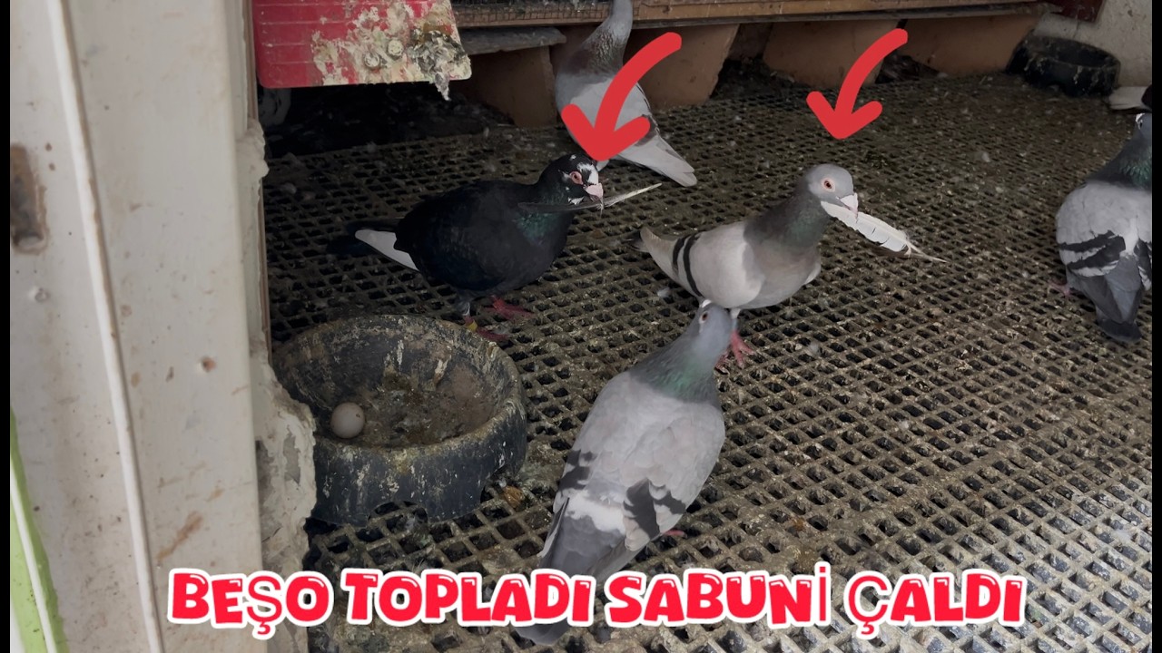 BEŞO TOPLADI SABUNİ ÇALDI ( HIRSIZ SABUNİ )