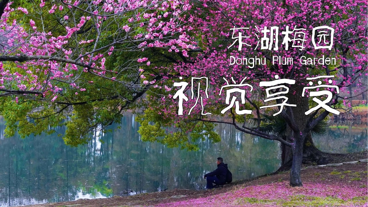 东湖梅园：赏梅寻梦之旅 - Donghu Plum Garden: A Dreamy Journey of Plum Blossom Viewing