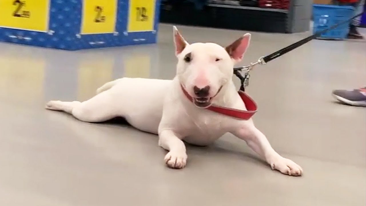 English Bull Terrier are super FUNNY and CUTE! Try NOT to LAUGH