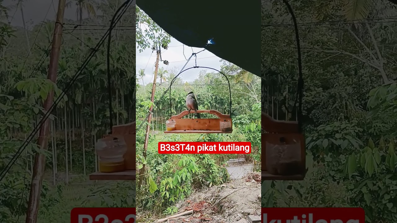suara besetan pikat kutilang 
