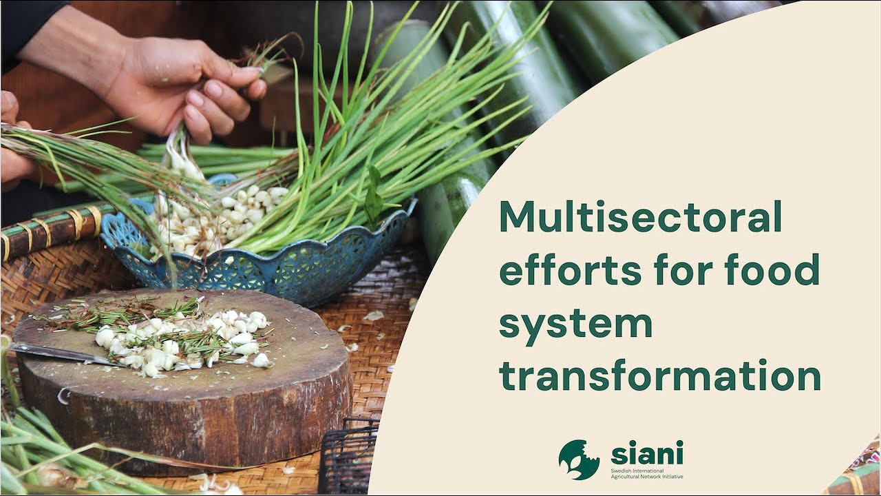 Multisectoral efforts for food system transformation | SIANI