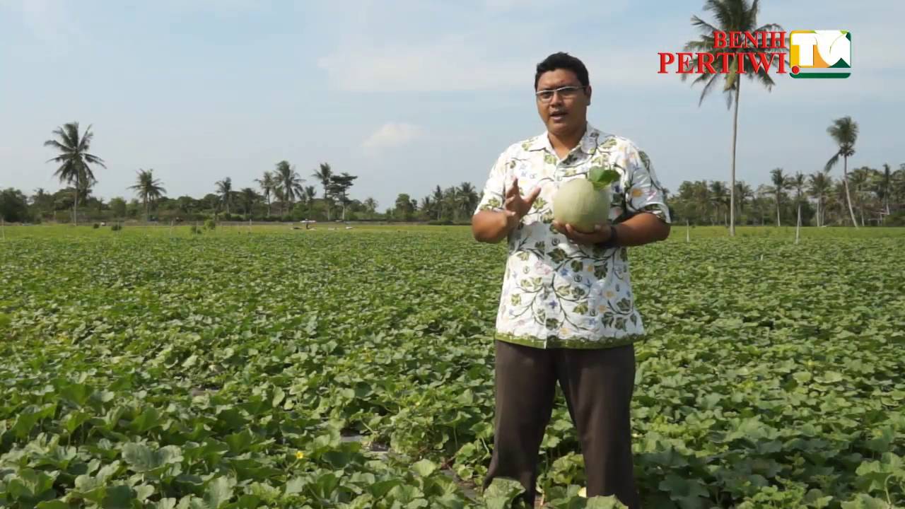 BENIH PERTIWI TV - Menanam Melon Ivory Tanpa Lanjaran (Telasah)