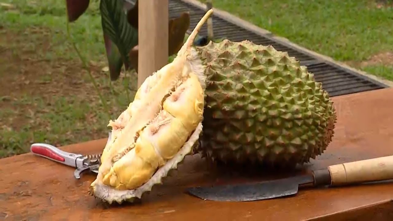 [FULL] CUAN DARI GAMIS, DURIAN, PISANG, DAN DAUN SINGKONG | CUAN BOS (10/01/26)