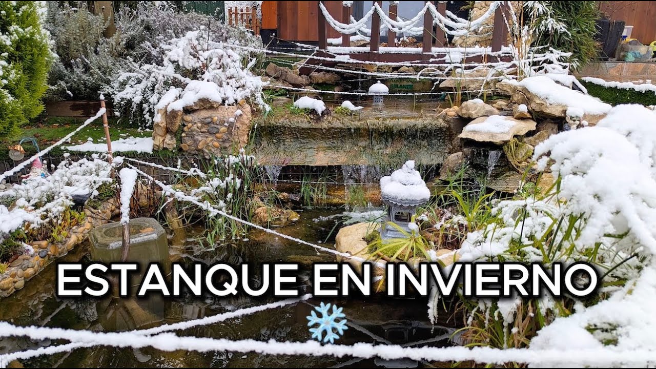 Estanques en invierno ❄️ Peces, hielo y mantenimiento