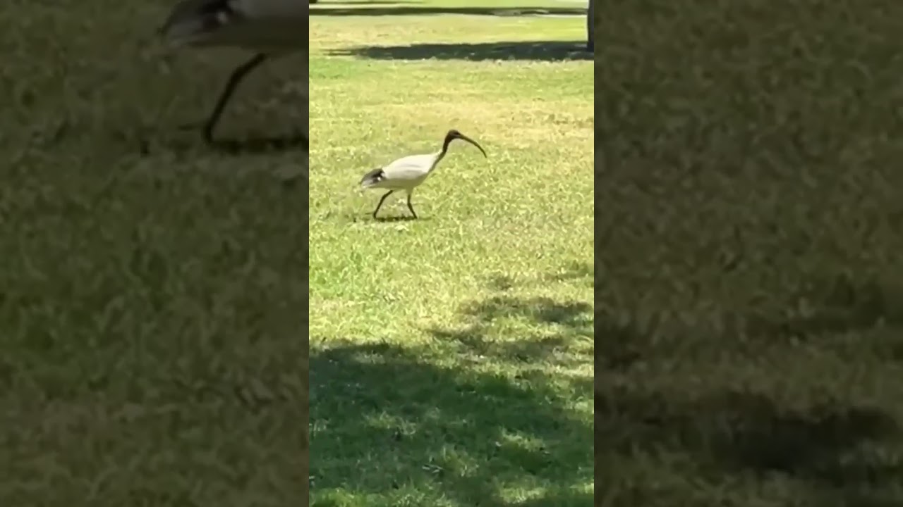 Australian White Ibis (Bin Chicken) #shorts #ytshorts #youtubeshorts