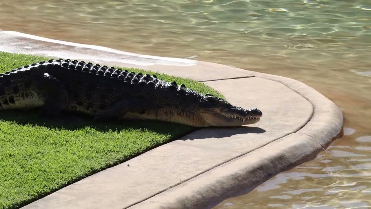 Australia Zoo, Queensland, Australia – Stock Footage
