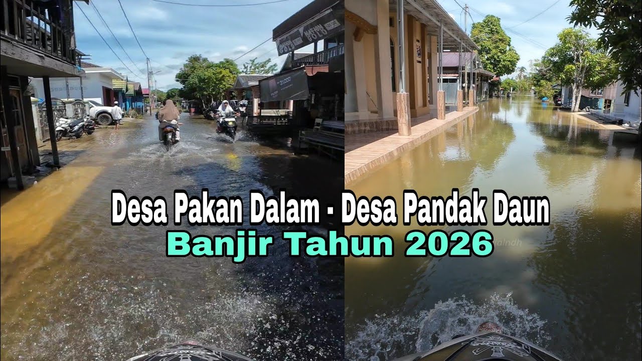 Pakan dalam - Pandak daun | Banjir Tahun 2026