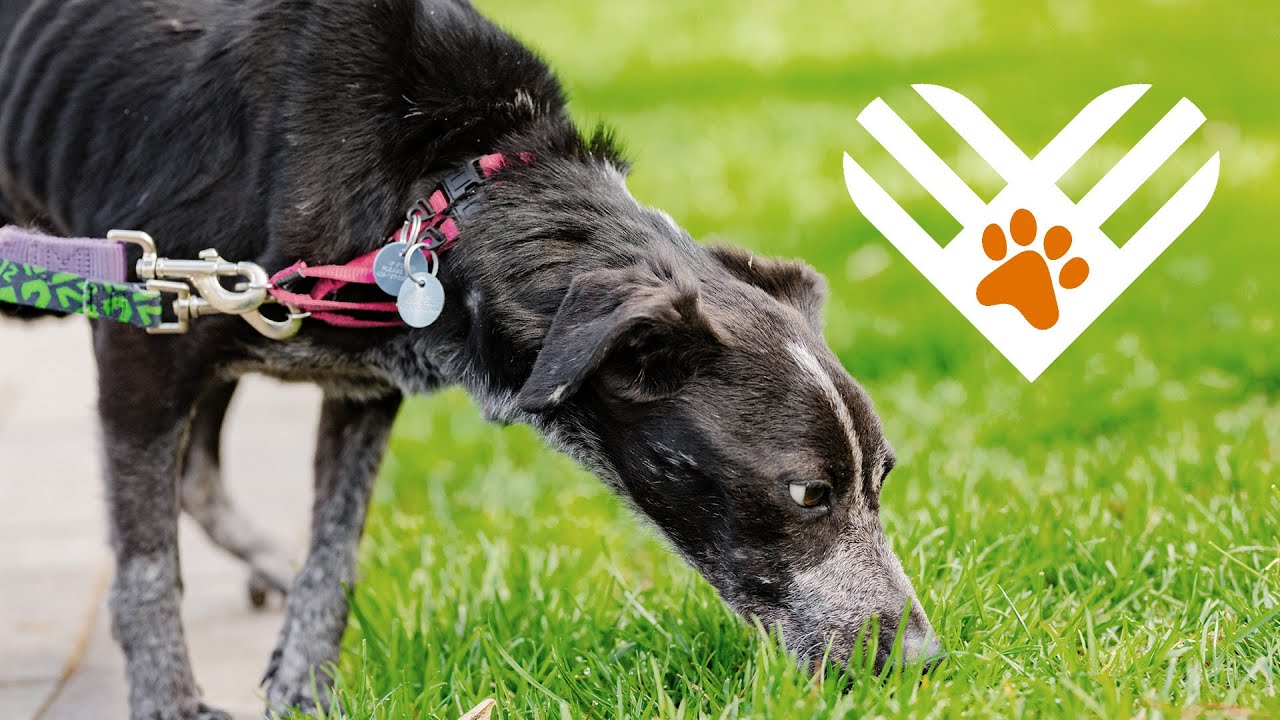 Animals like Kiah have suffered the unimaginable. Their healing starts with you!