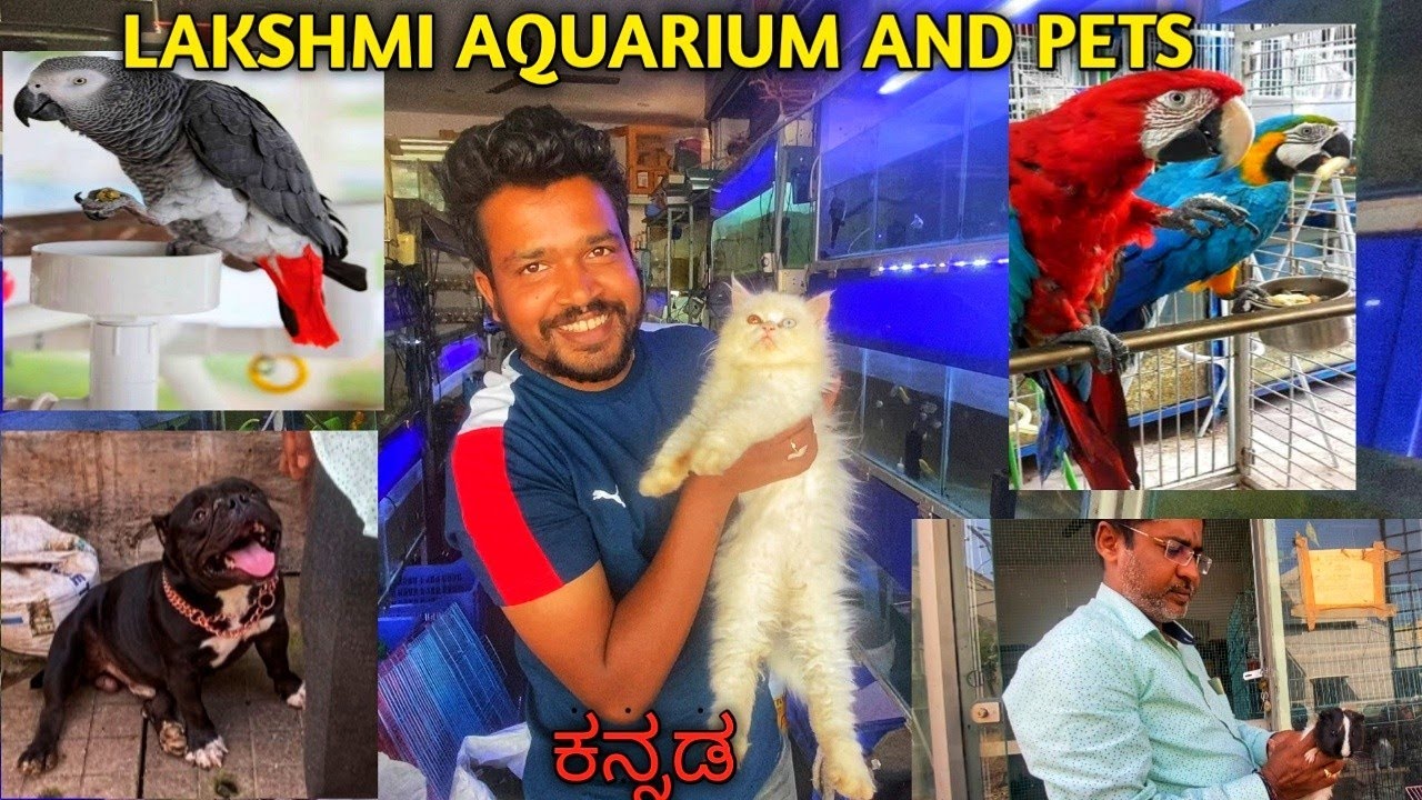 Pets shop in mysore Pets for sale in mysore Birds for sale dogs for sale in mysore