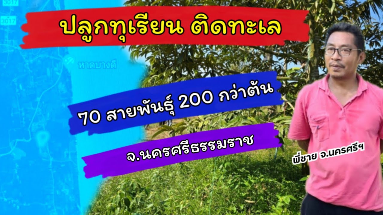 สวนทุเรียนติดทะเล 70 กว่าสายพันธุ์ 200 กว่าต้น  พี่ชาย จ.นครศรีฯ //by.กริช 097-2475525