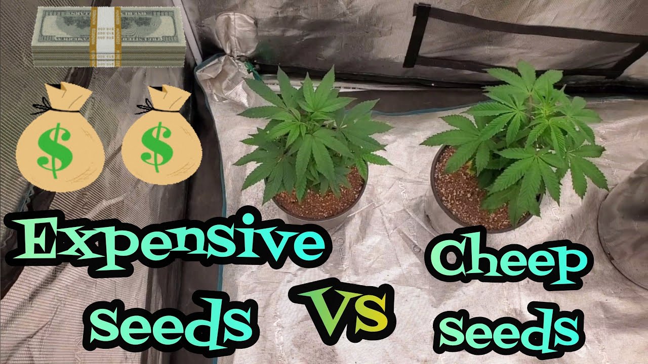 Cheap seeds VS Expensive seeds , Grown under the New Mars Hydro FCE8000
