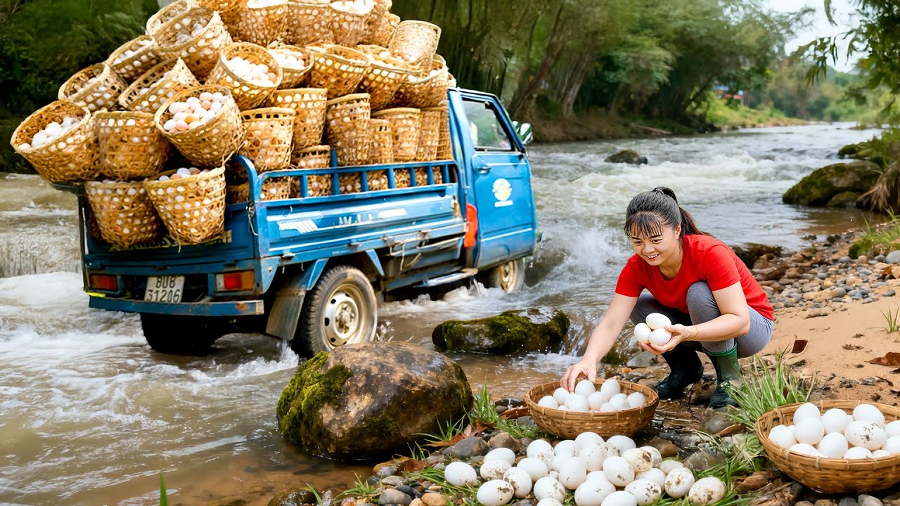 Harvesting 1000+ Chicken Eggs from Nests, Go to Market Sell — Poultry Farm in Beautiful Countryside