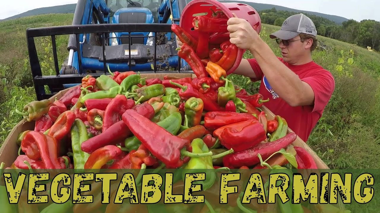 OUR VEGETABLES SURVIVED!!! HOW?