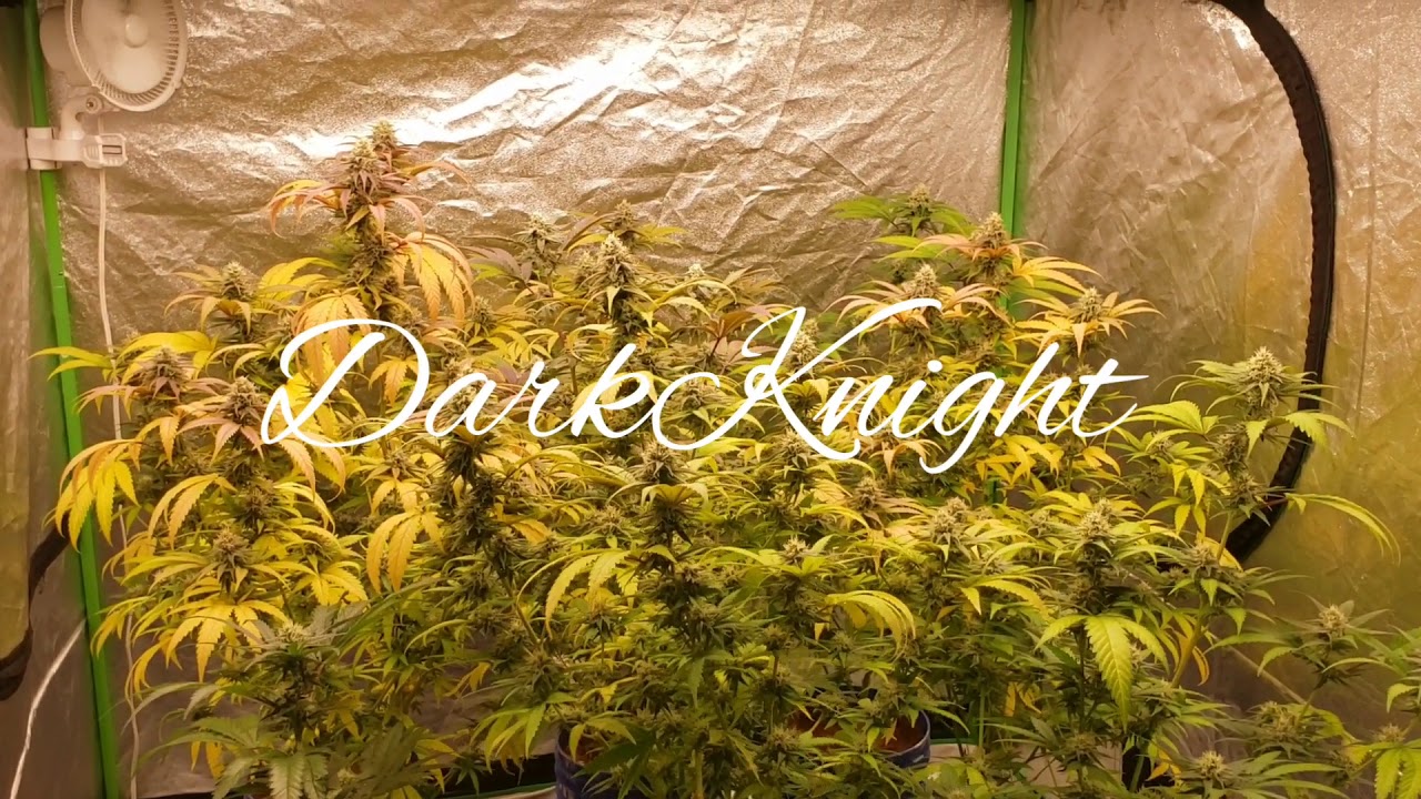 GrowCraft X6 600w by Chilled led grow lights 🥶
