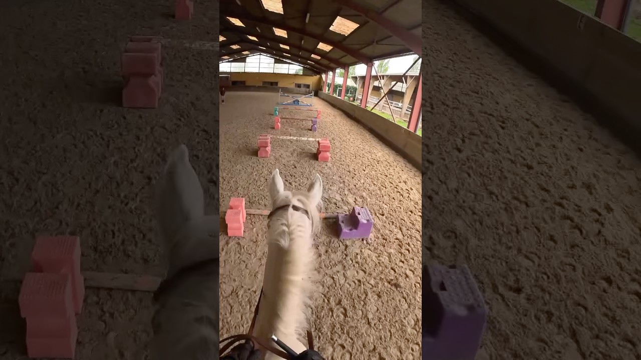 Entra&icirc;nement du jour 🚀. Une bonne s&eacute;ance de meca 💪 #equitation #horse #cheval #training #jump