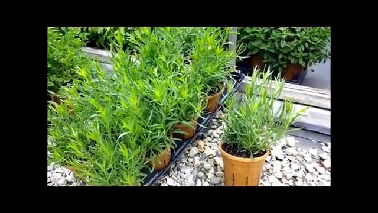 Best Herbs -  French Tarragon