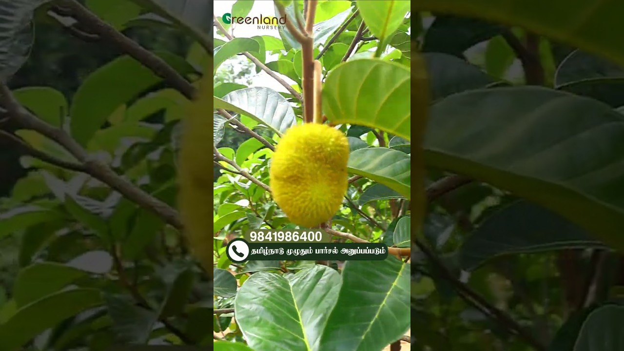 🌿 Ayni Jackfruit 🌟 இயற்கை வளர்ப்பு பலா உங்கள் தோட்டத்தில் இப்போவே! 🏡💛| Greenland Nursery Fest 2025