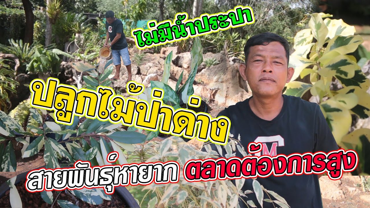 ปลูกไม้ป่าด่างในพื้นที่แห้งแล้ง สร้างรายได้งาม