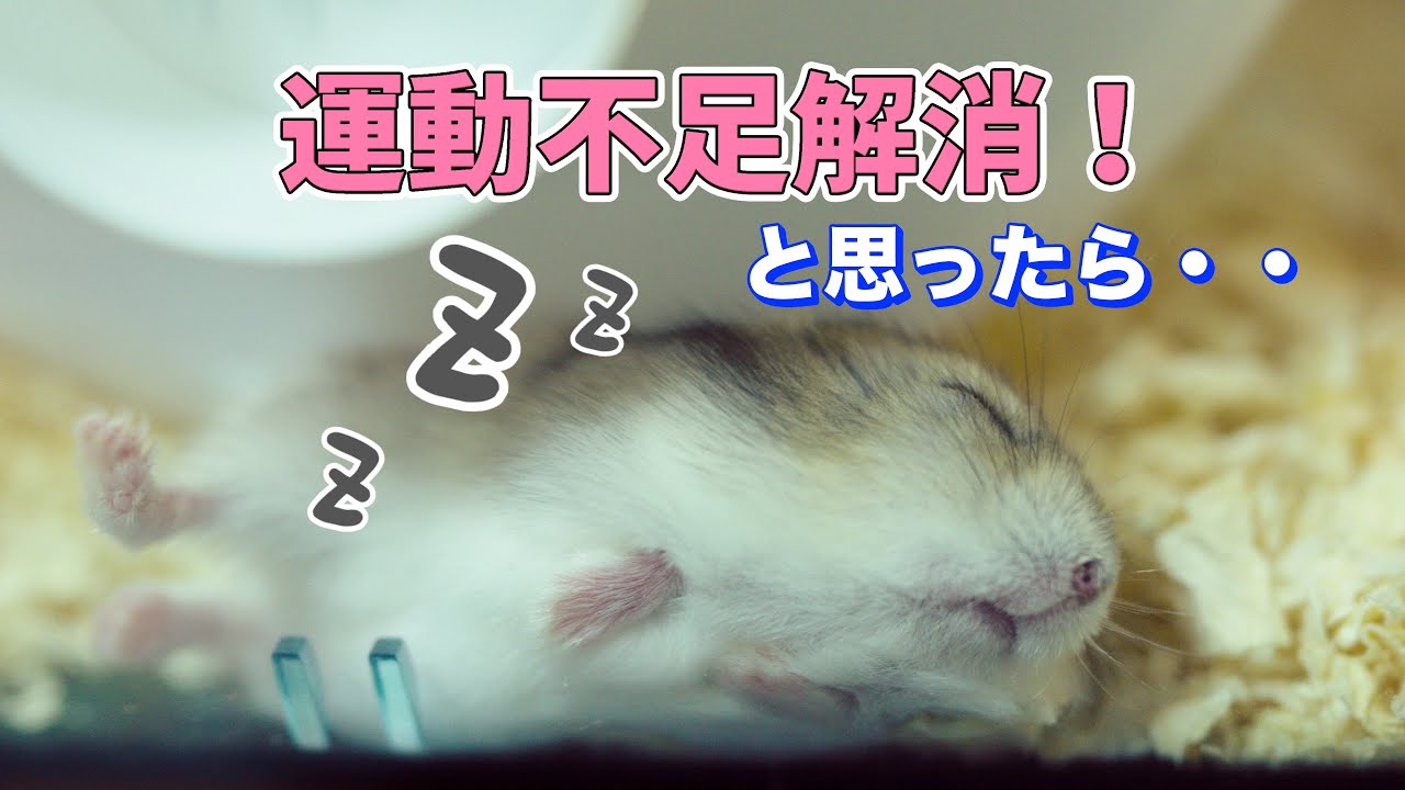 [第9話] うちのハムスターは遊び上手？ | Is My Hamster a Playful Pro?