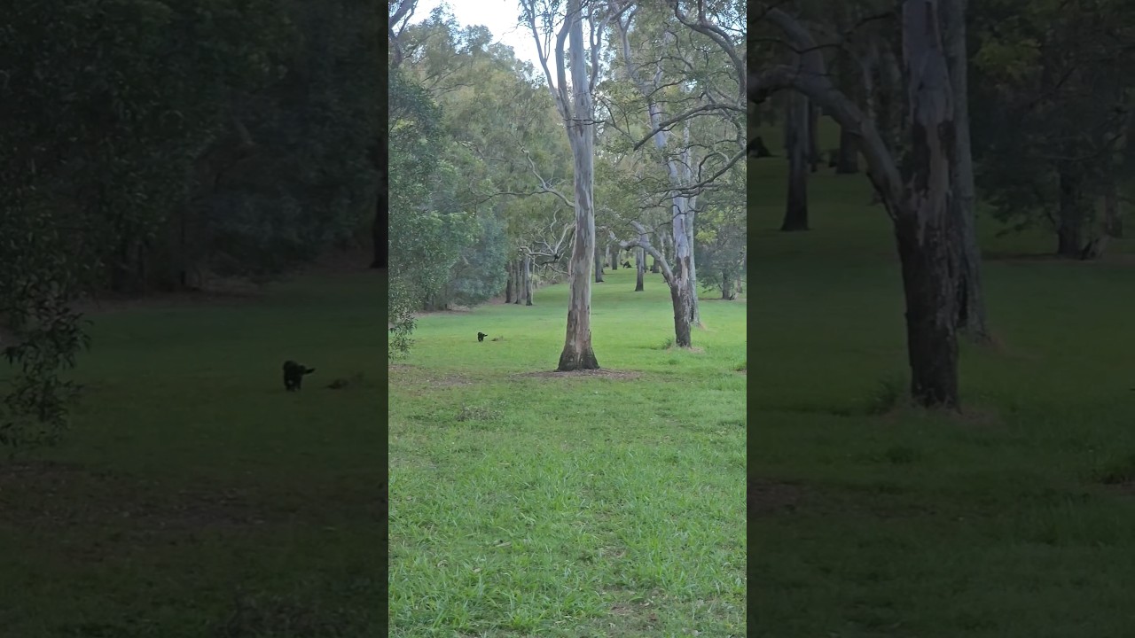 SE QLD's best preserved Aboriginal site? #sacredsite