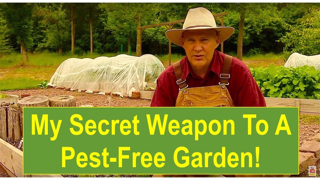 My Secret Weapon to a Pest-Free Vegetable Garden