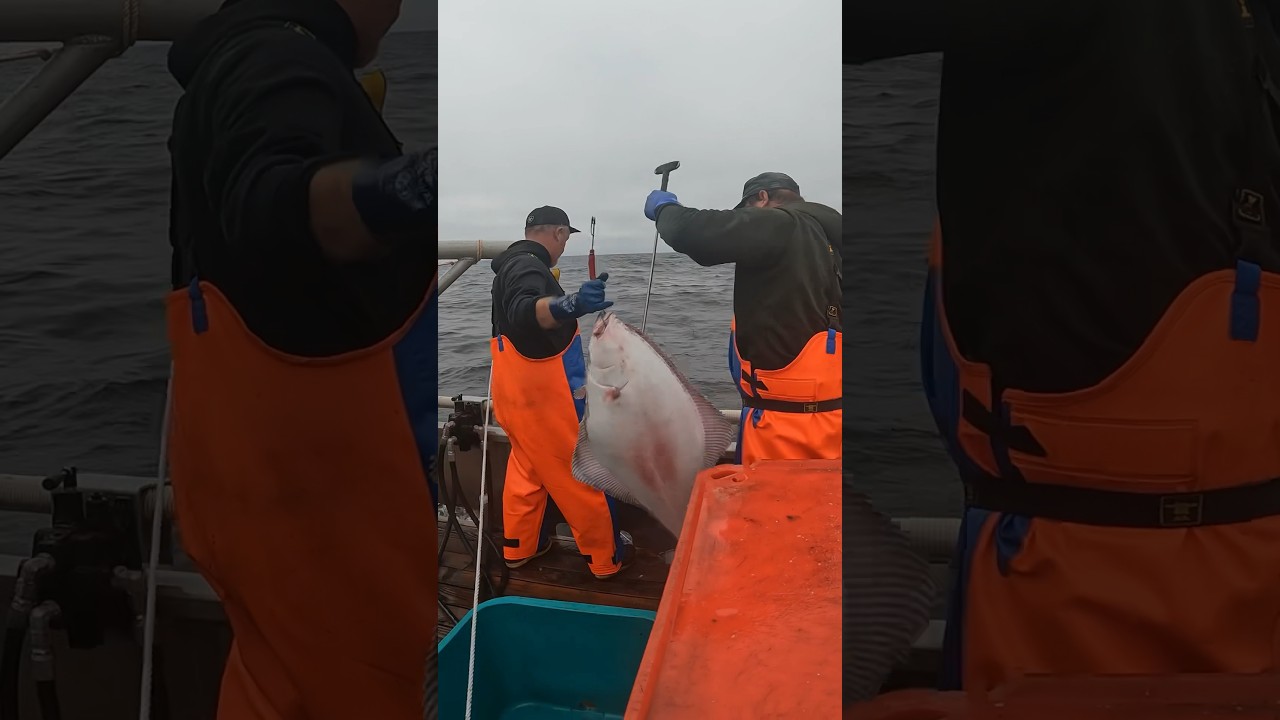 Halibut Longline w Snap Gear THE HAULBACK #longlinefishing #longline #halibut #halibutfishing #short