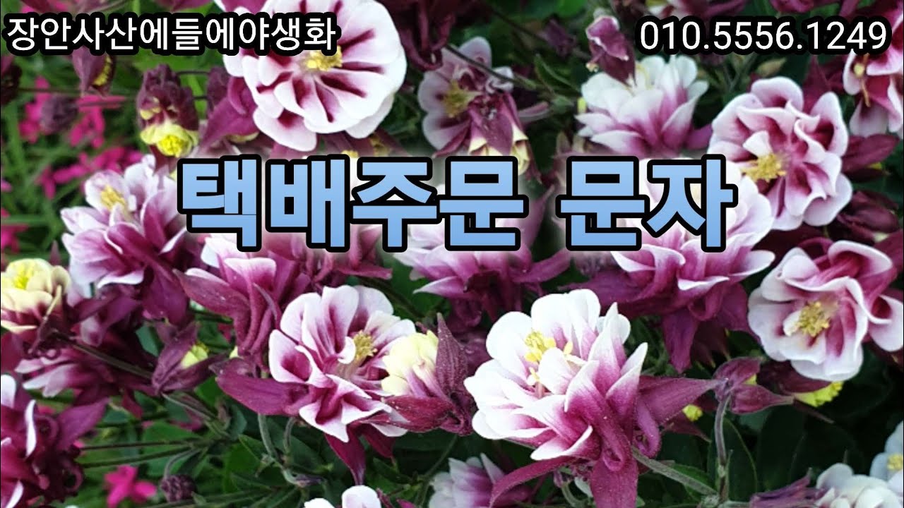 #택배주문문자 010.5556.1249#공조팝#겹고광#분홍말발도리#줄댕강#병꽃나무#홍괴불#백괴불#반딧불머위#실잔대#구슬잔대#큰금매화#이사도라#향달맞이#장미매발톱#이쁜이국화
