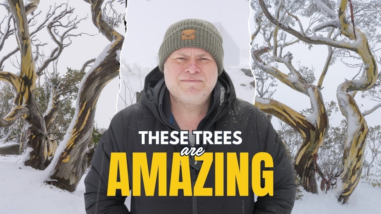 How To Photograph Trees In The Snow: Landscape Photography Tips