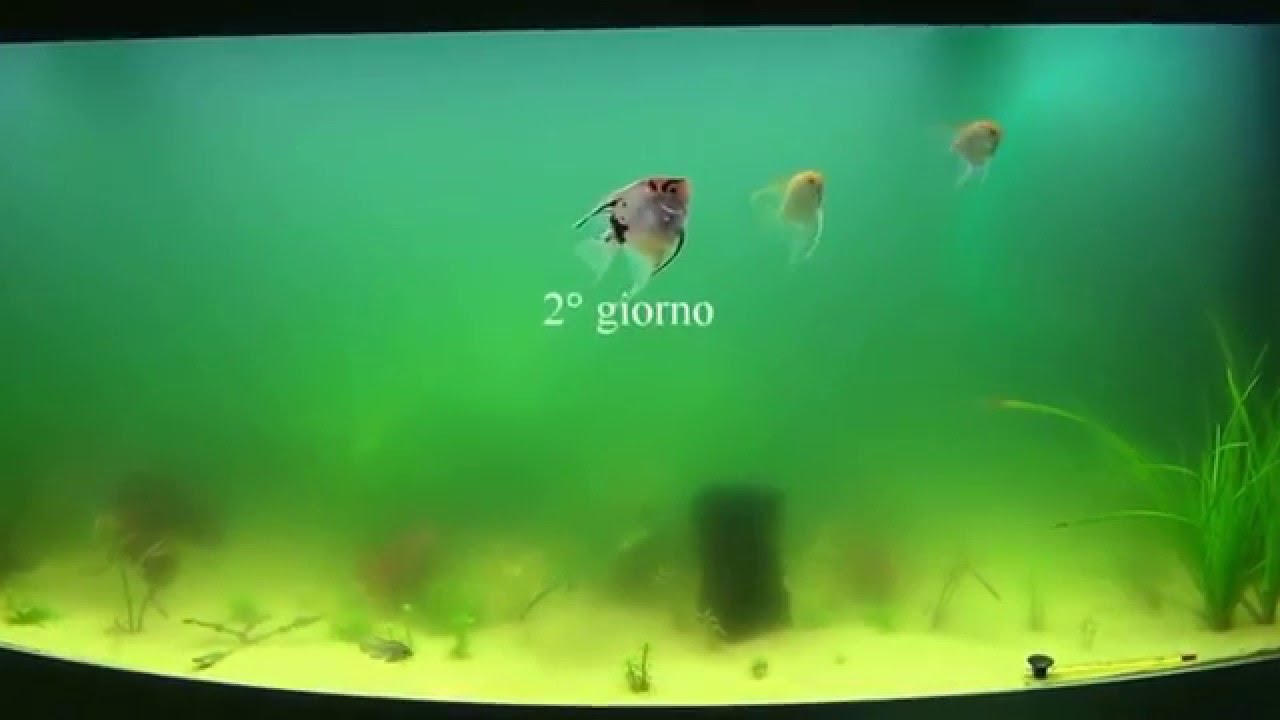 Eliminazione alghe unicellulari con lampada sterilizzatrice UV