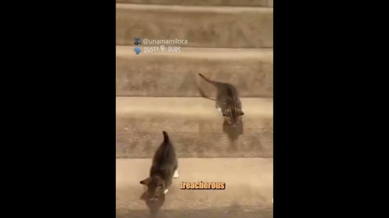 Где Кеннет: Эво Скитс
