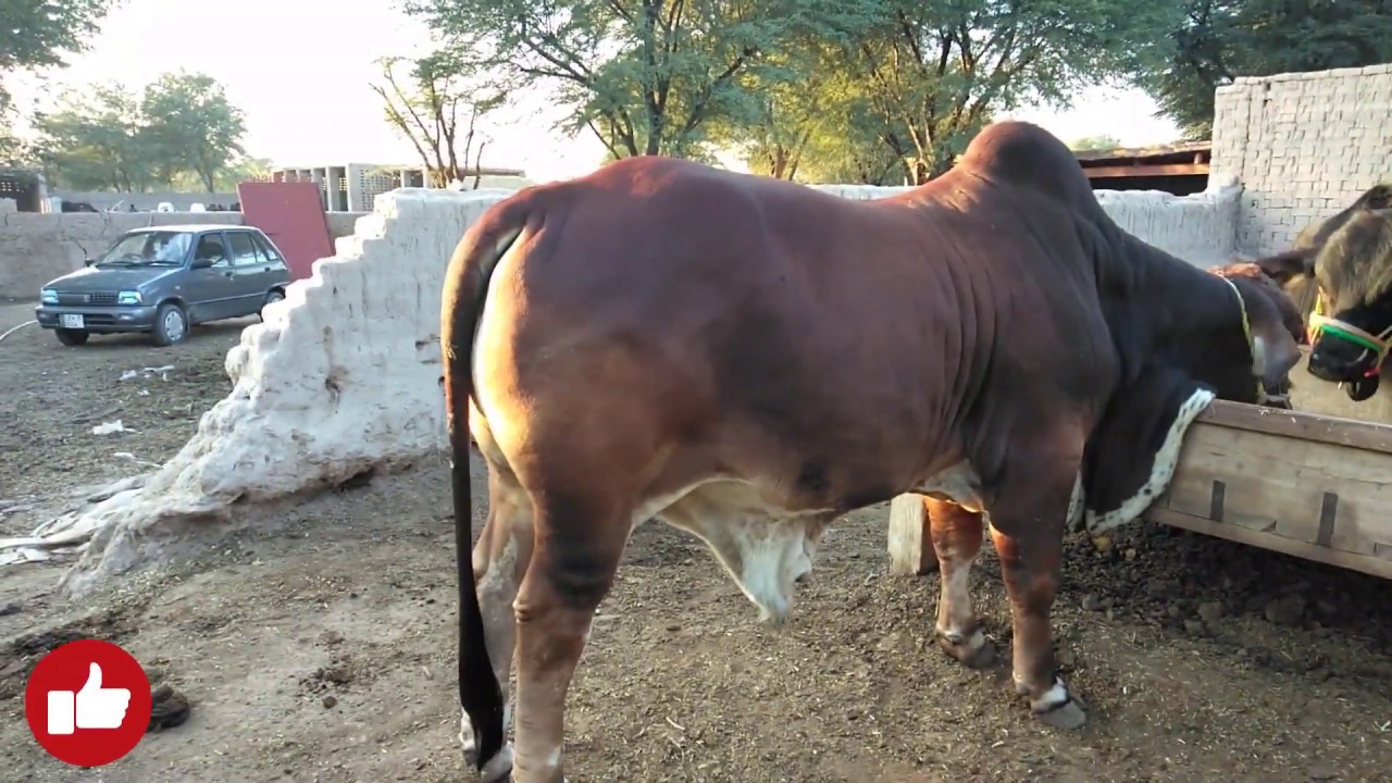 Brahman Bull Farming - How to Identify Brahman Breed - براہمن بیل نسل پاکستان