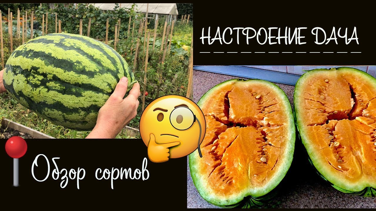 🧐 Обзор на арбуз 🍉 