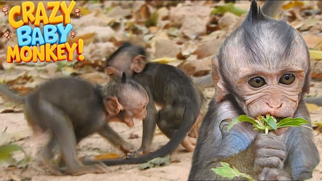 You Won’t Believe How Energetic Baby Monkey Jarger Is! Funny Playtime with Friends