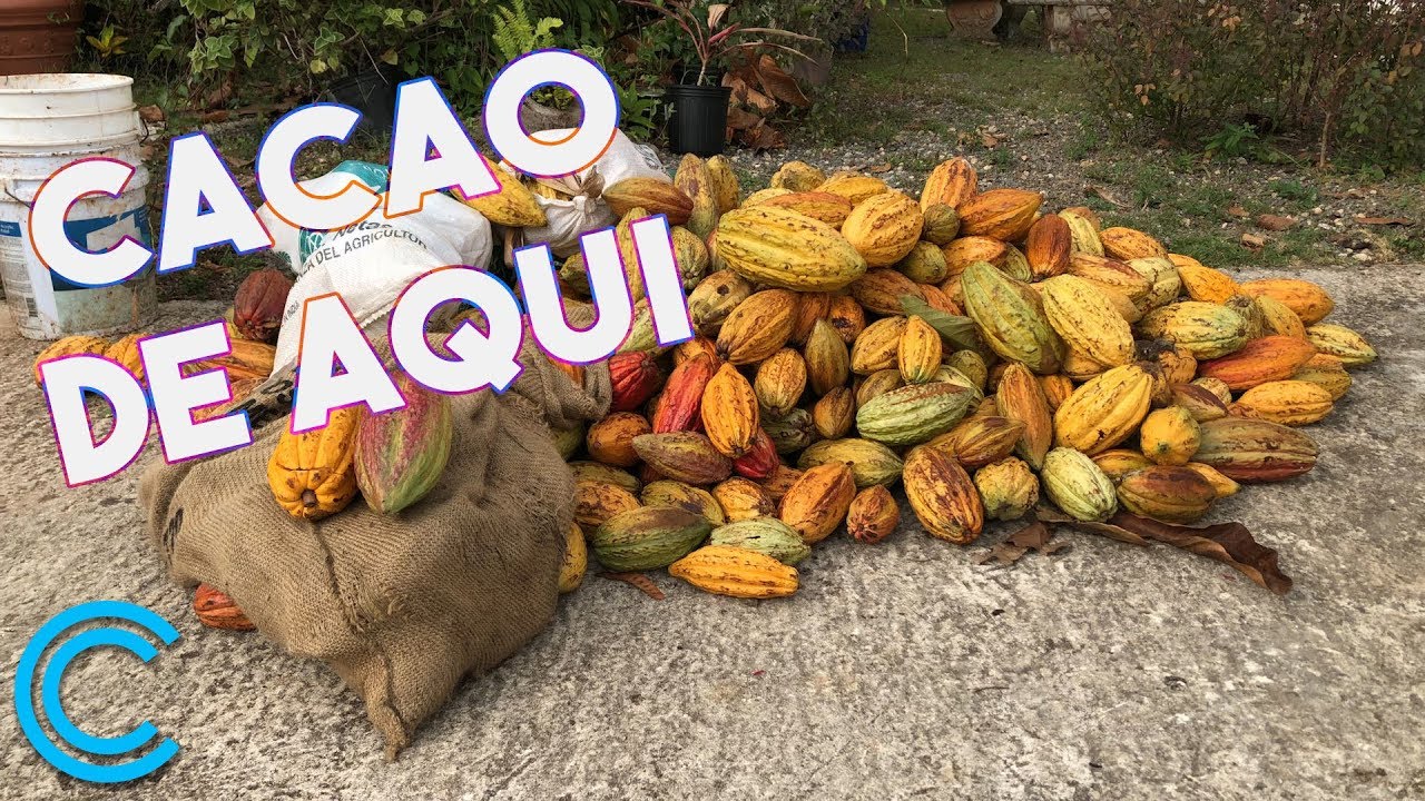 Cacao en Puerto Rico, una industria que llegó para quedarse