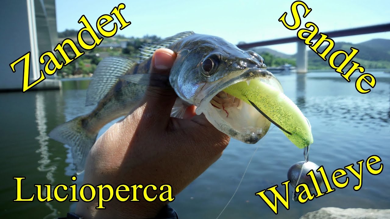 Pesca | Fishing | Lucioperca | Sandre | Zander