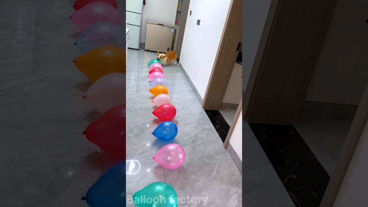 Dog balloon popping🎈#shortvideo #ballooon #best #poppingballon #Balloonfactory