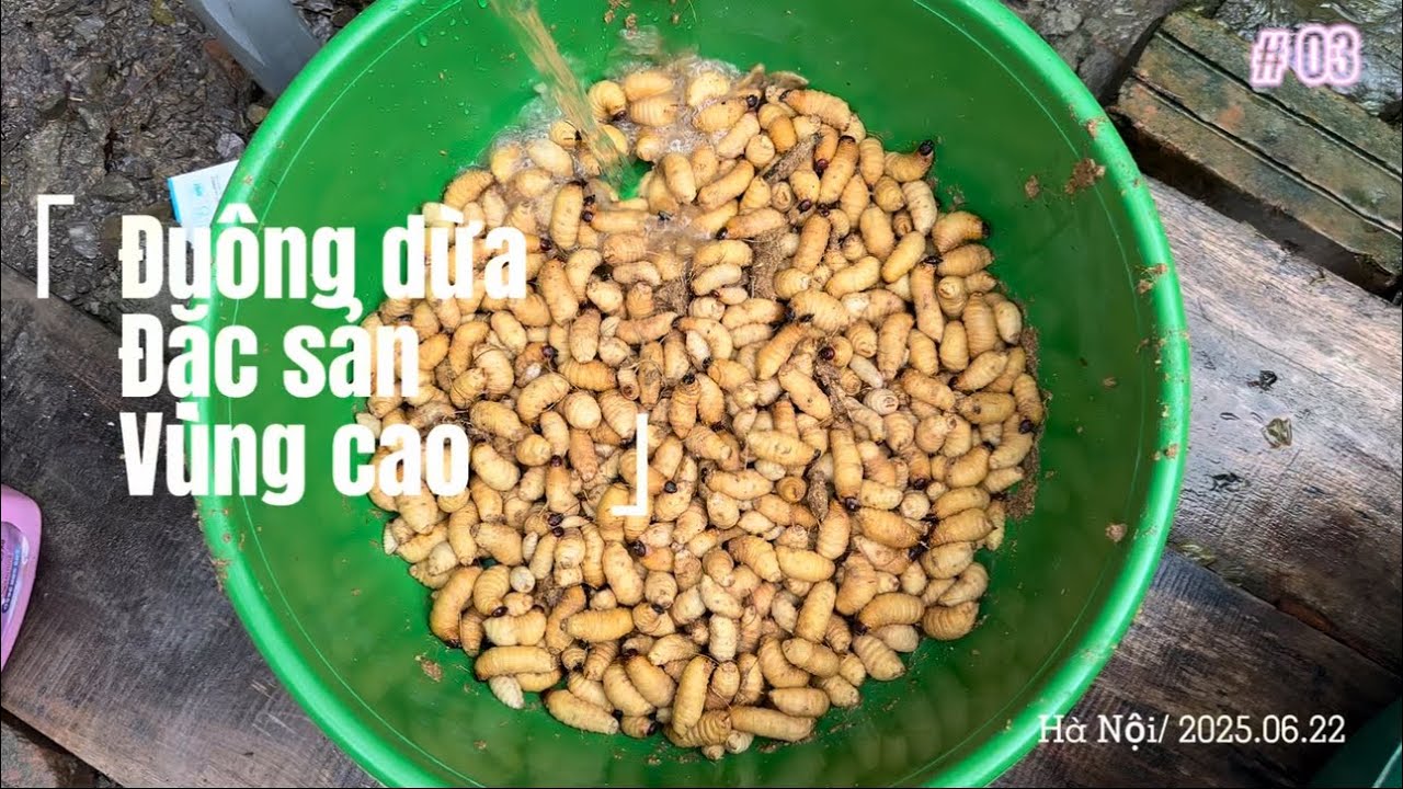 Thu hoạch Đuông Dừa một món ăn đặc sản không phải ai cũng dám thử #cooking #xuhuongyoutube #doanngon