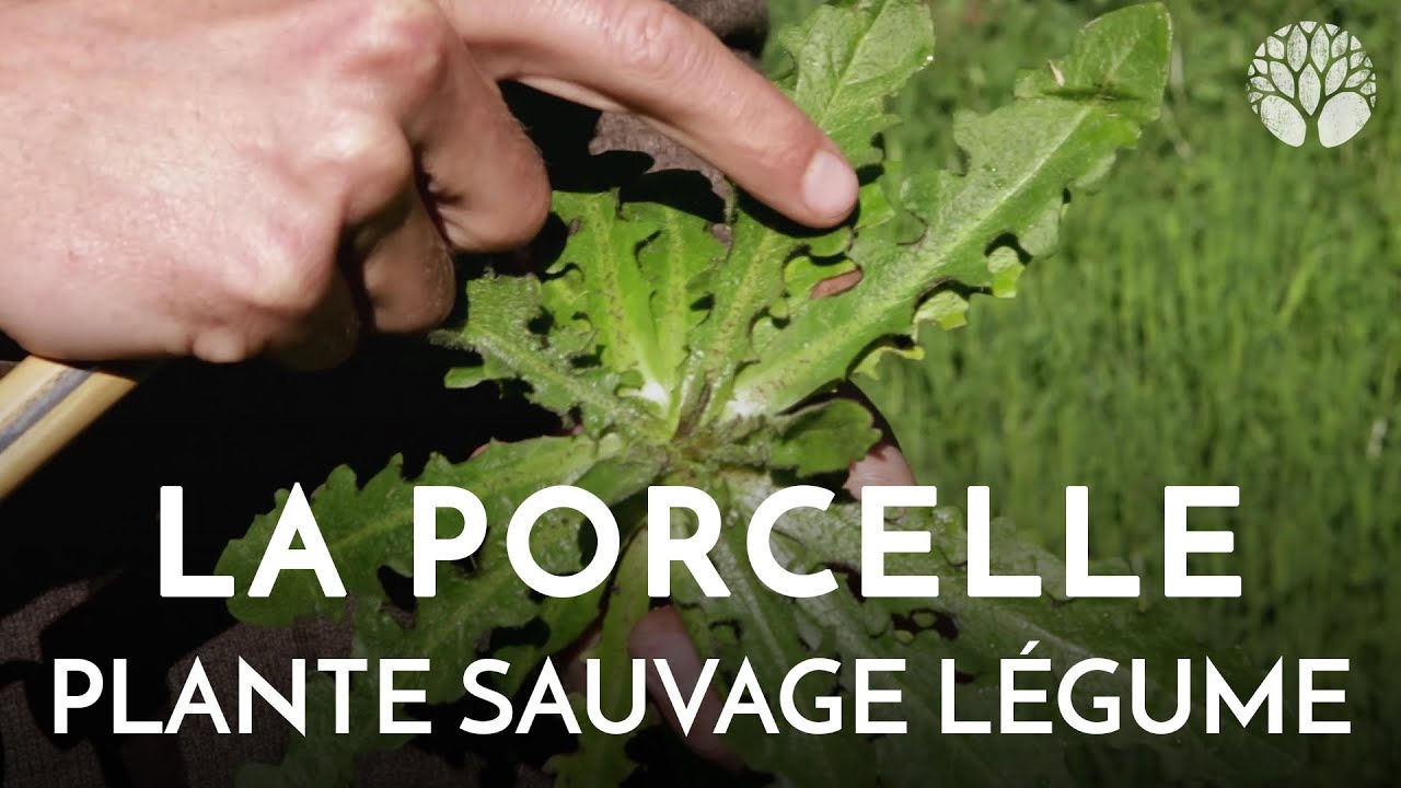 La porcelle, plante sauvage légume