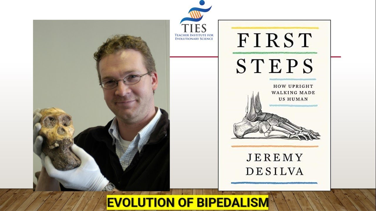 Evolution of Bipedalism