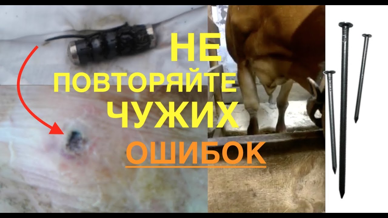 ГВОЗДЬ В РУБЦЕ / НЕРВЫ У КОРОВЫ / ОТЕК НОГИ У ДЖЕРСЕЯ ОТ ТВЕРДЫХ ПОЛОВ/ Я НЕ ПОВТОРЮ ИХ ОШИБОК