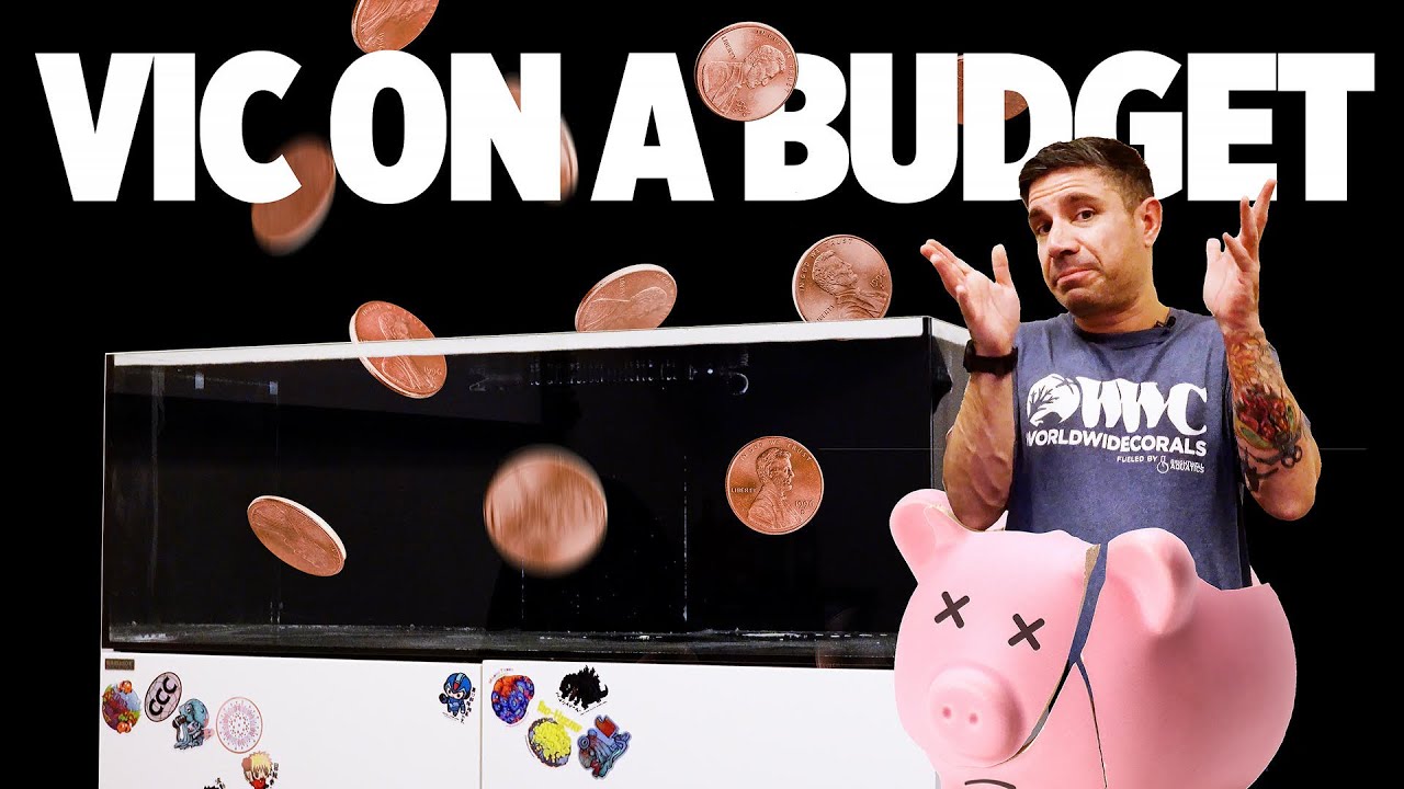 Victor's Budget Reef EP1 The Setup