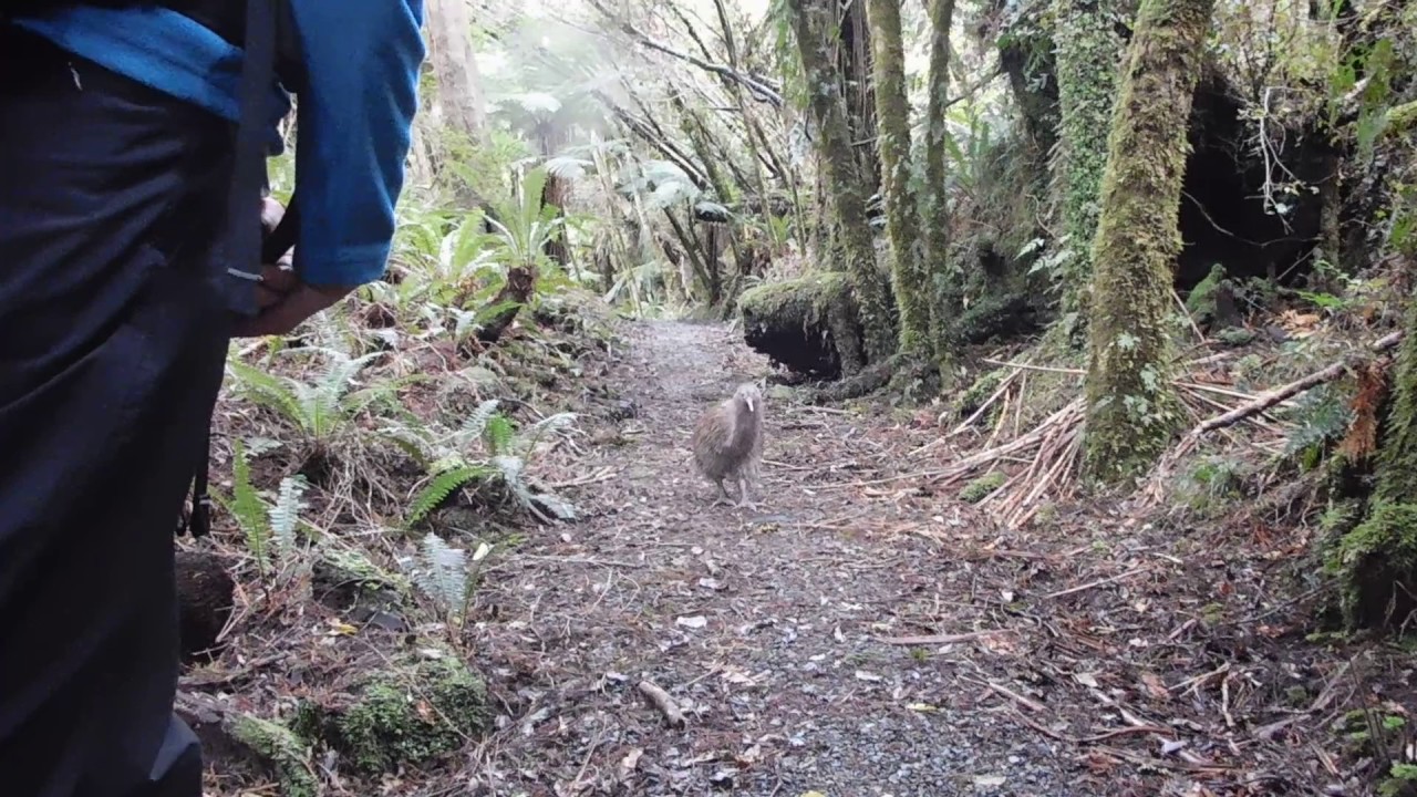 Wild Kiwi on Rakiura track Stewart Island