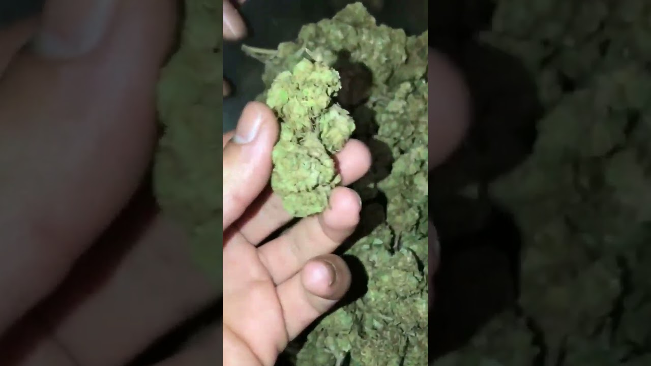 blue berry Kush for sale #weed #kush #420 #420live #buy