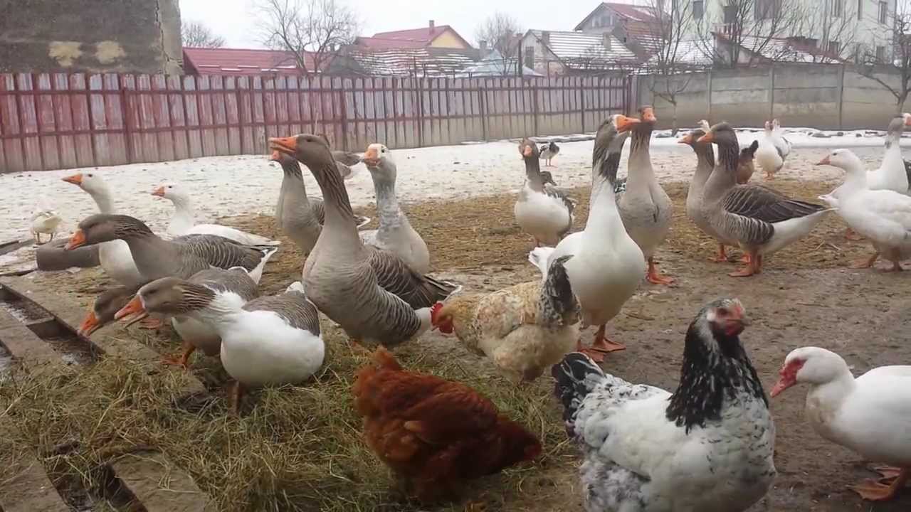 Ferma Lu'Taticu