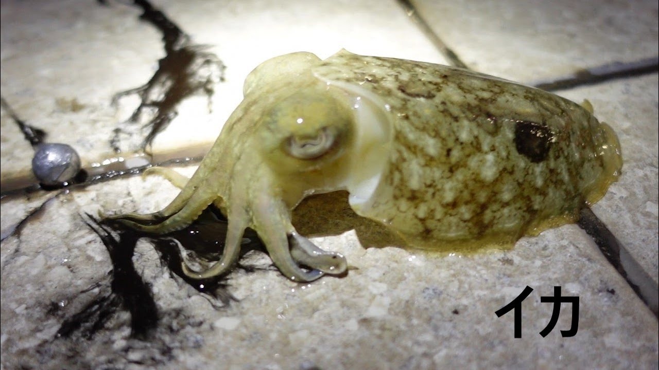 Angeln in Kroatien, unglaublich was an dieser Tankstelle m&ouml;glich ist🦑🦑🦑 Sepie, Kalmar