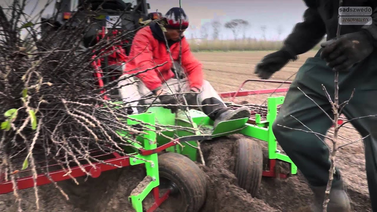 Nowe Nasadzenia 2014 - Jankowski&Syn (Planting apple trees from Jankowski&Syn Nursery)
