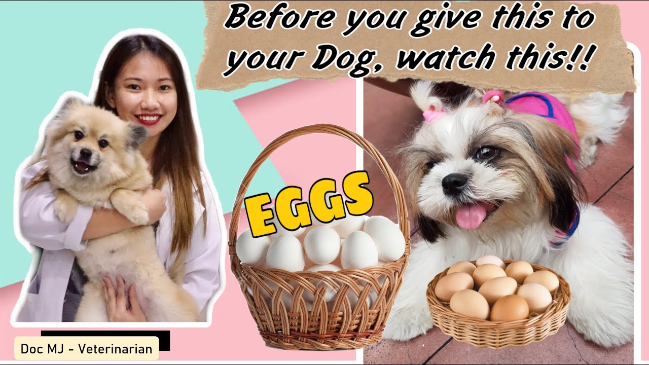 ARE EGGS SAFE FOR DOGS?  || ANIMAL LOVERS || DOC MJ VETERINARIAN