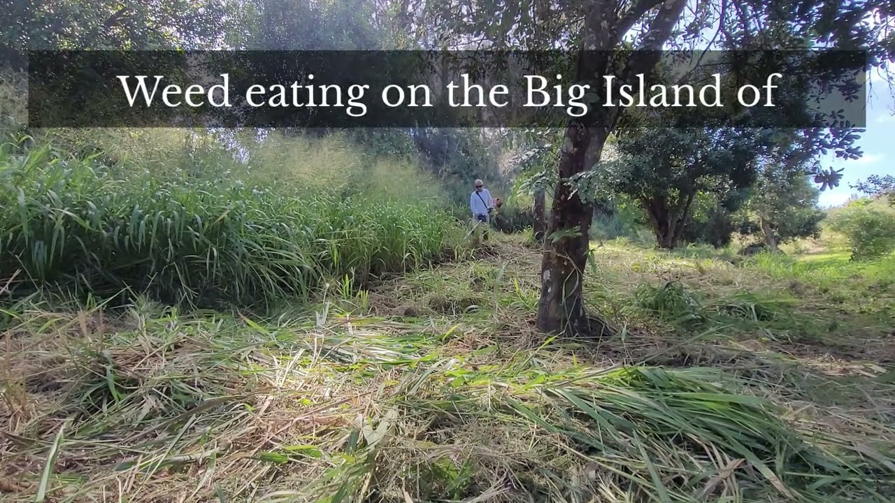 Extreme Weed eating 8ft tall Guinea Grass on the Big Island of Hawai’i