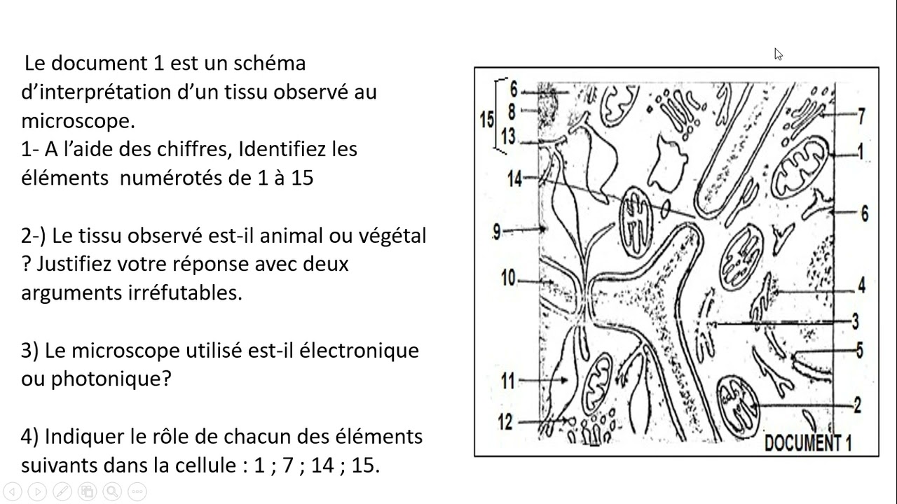 ORGANISATION DE LA CELLULE : DEVOIR CORRIGE SVT